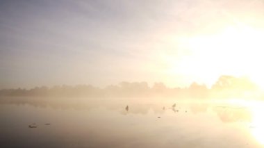 Göl kenarında yalnız ördek