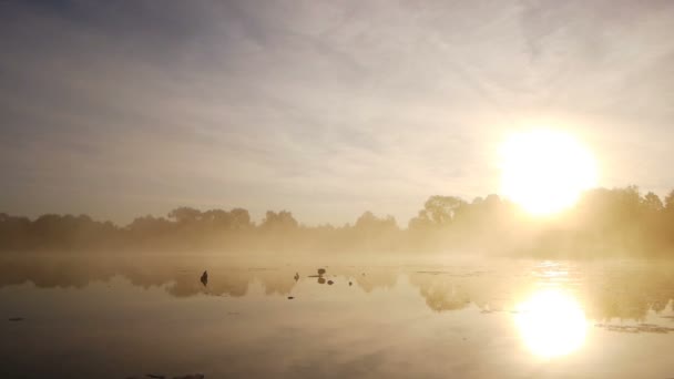 Samotny kaczek na jeziorze — Wideo stockowe