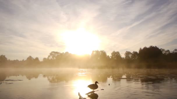Одинокая утка на озере — стоковое видео