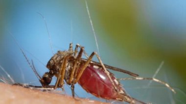 İnsan derisini emen sivrisinek kanı.