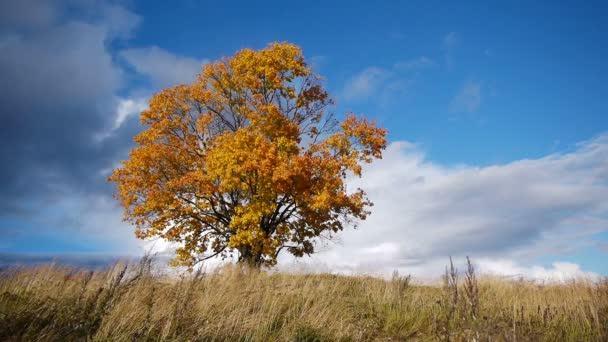 Árbol de arce mostrando los colores del otoño — Vídeo de stock