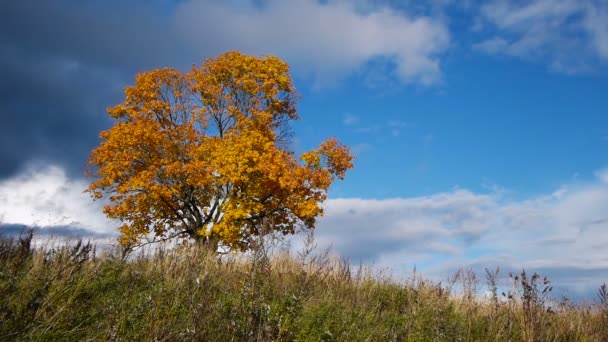 Árbol de arce mostrando los colores del otoño — Vídeo de stock