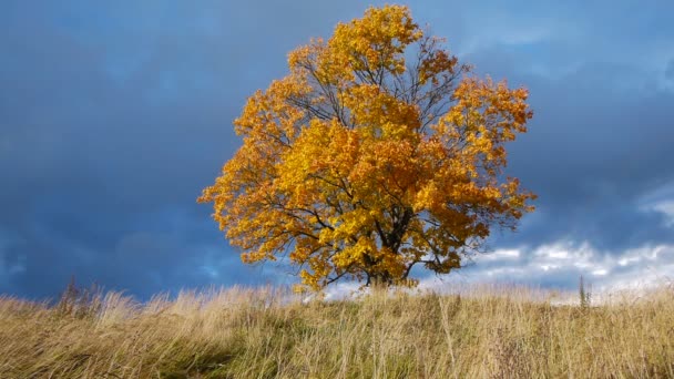 Ahorn zeigt die Farben des Herbstes vor dem Regen — Stockvideo