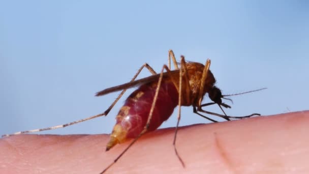 Mosquito sání krve na lidské kůži — Stock video