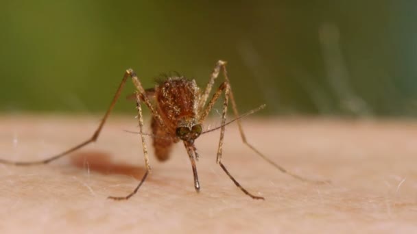 Mosquito sangre chupando en la piel humana — Vídeos de Stock