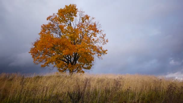 Drzewo klon Wyświetlono kolory jesieni przed deszczem — Wideo stockowe