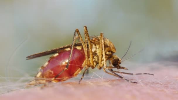 Mosquito sání krve na lidské kůži — Stock video