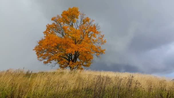Árbol de arce mostrando los colores del otoño antes de la lluvia — Vídeos de Stock