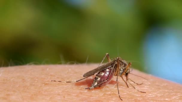 Mosquito blood sucking on human skin — Stock Video