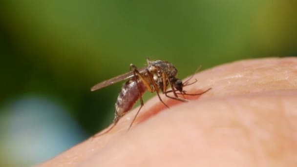 Sangue de mosquito chupando na pele humana — Vídeo de Stock