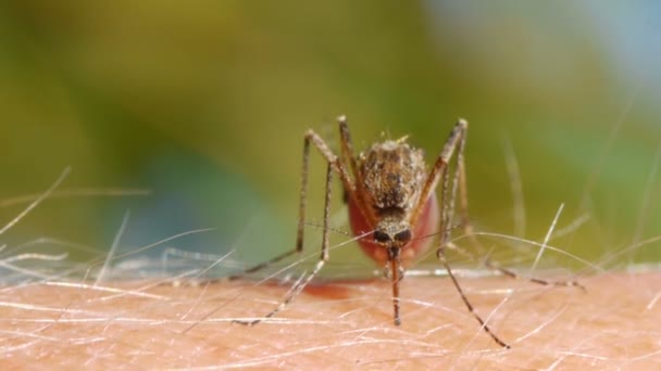 Mosquito sangre chupando en la piel humana — Vídeos de Stock
