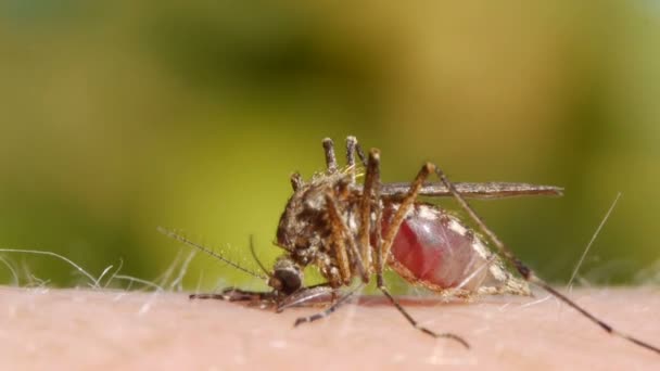 Mosquito blood sucking on human skin — Stock Video