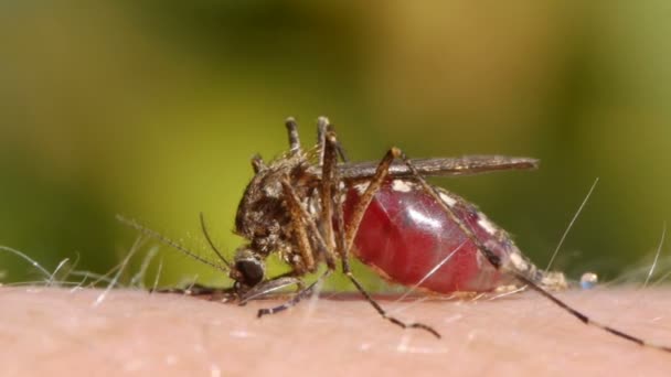 Комариная кровь, сосущая человеческую кожу — стоковое видео