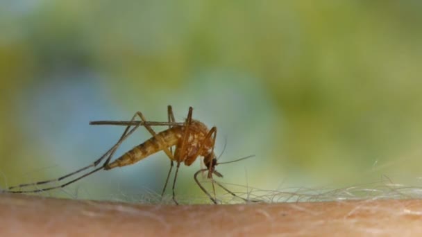 Zanzara succhiare il sangue sulla pelle umana — Video Stock