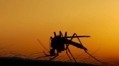 Güneş arka plan üzerinde insan derisi üzerinde emme sivrisinek kan