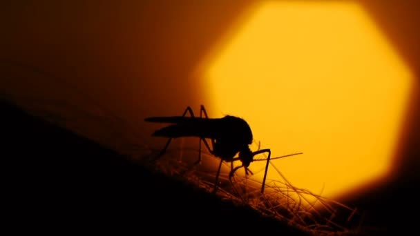 Mosquito blood sucking on human skin on sun background — Stock Video