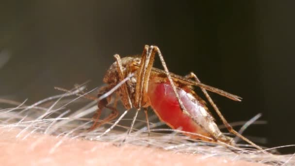 Mosquito blood sucking on human skin — Stock Video