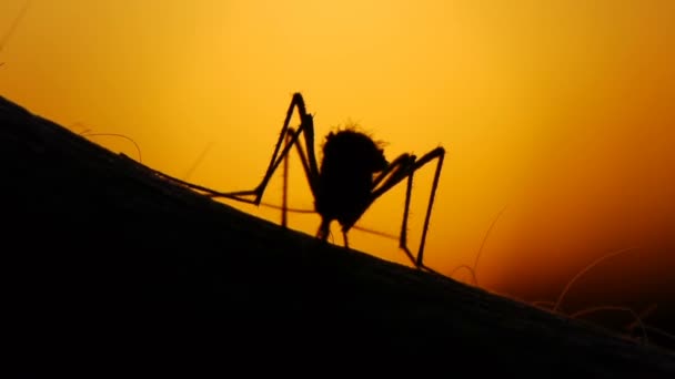 Mosquito sangre chupando en la piel humana en el fondo del sol — Vídeos de Stock