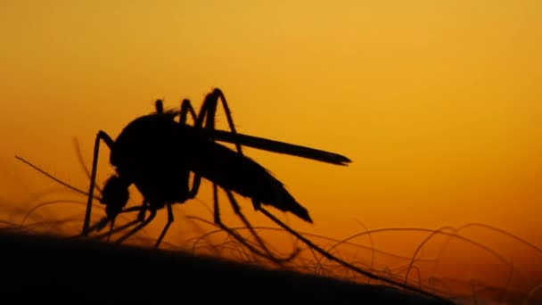 Mosquito sangre chupando en la piel humana en el fondo del sol — Vídeos de Stock