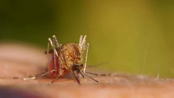 Muggenbloed zuigt op de menselijke huid — Stockvideo