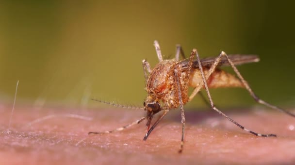 Mosquito blood sucking on human skin — Stock Video