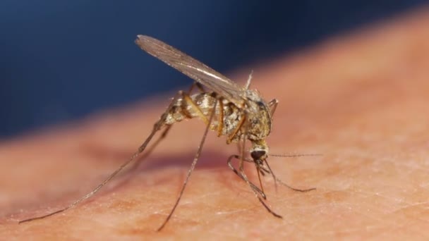 Mosquito sangre chupando en la piel humana — Vídeos de Stock