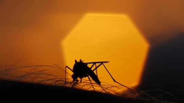 Mosquito sangre chupando en la piel humana en el fondo del sol — Vídeos de Stock