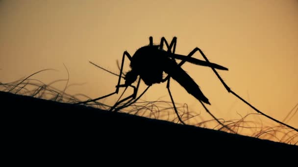 Mosquito sangre chupando en la piel humana en el fondo del sol — Vídeo de stock