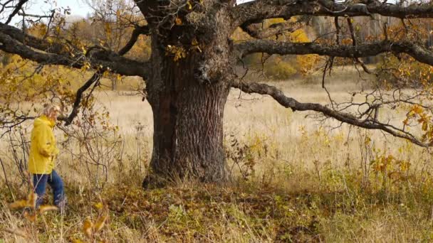 孤独な古いオークの木の背景で秋の散歩 — ストック動画