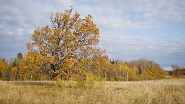 孤独な古いオークの木の背景で秋の散歩 — ストック動画