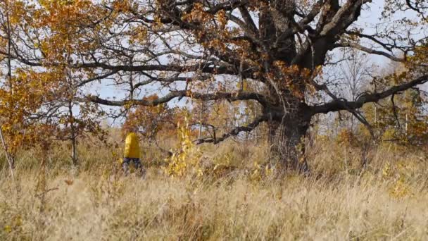 Осенняя прогулка на фоне одинокого старого дуба — стоковое видео