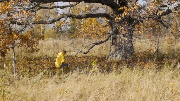Herbstspaziergang vor dem Hintergrund einer einsamen alten Eiche — Stockvideo