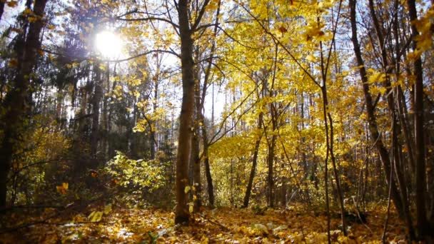 Aged sporty woman jog in autumn forest — Stock Video