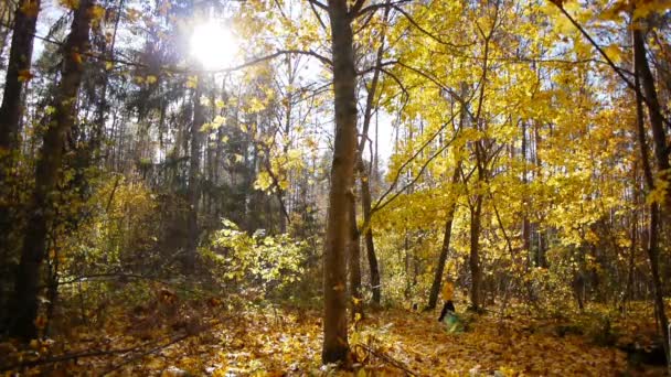 Aged sporty woman jog in autumn forest — Stock Video