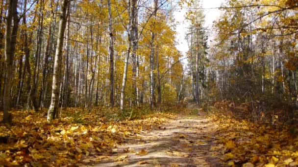 Sportovní žena běhat v podzimním lese — Stock video
