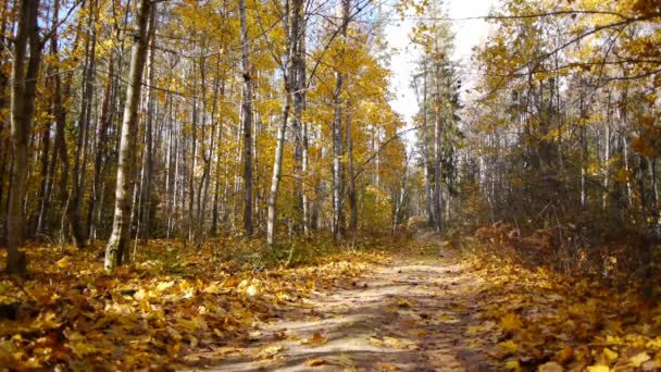 Mujer deportiva envejecida trotando en el bosque de otoño — Vídeo de stock