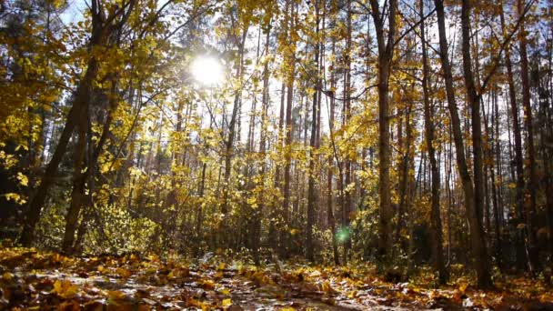 Mujer deportiva envejecida trotando en el bosque de otoño — Vídeo de stock