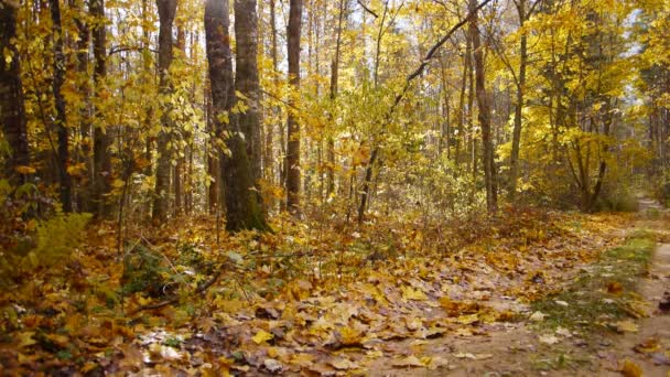 Mulher desportiva envelhecida correr na floresta de outono — Vídeo de Stock