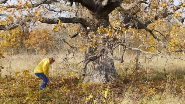 Autumn walk on background of lonely old oak tree — Stock Video