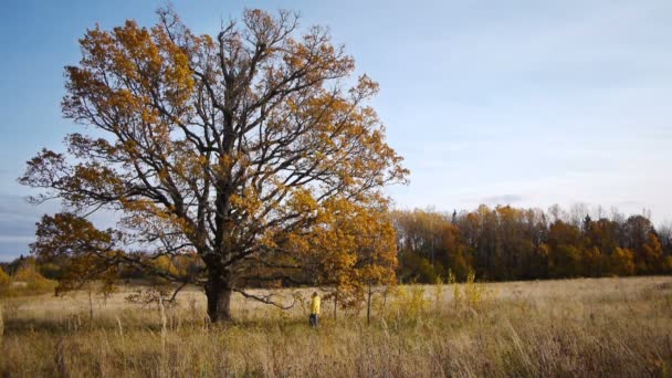 Herbstspaziergang vor dem Hintergrund einer einsamen alten Eiche — Stockvideo