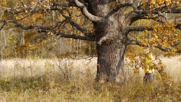 Yalnız eski meşe ağaç arka plan üzerinde sonbahar yürüyüş — Stok video