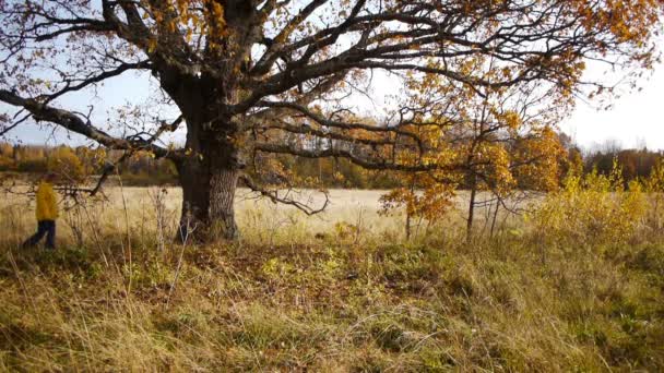 Höst promenad på bakgrund av ensam gammal ek — Stockvideo