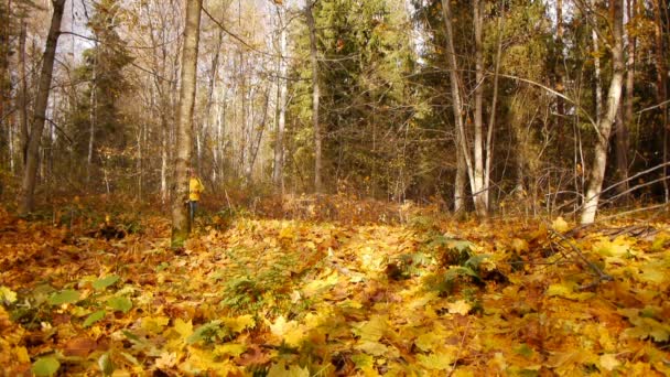 Caminhe na floresta de outono — Vídeo de Stock