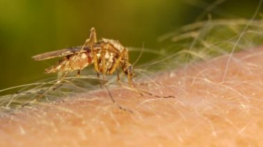 İnsan derisini emen sivrisinek kanı.