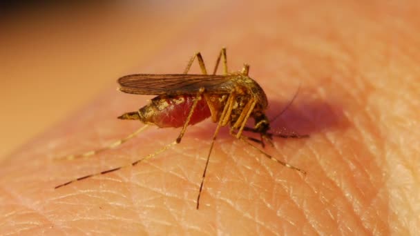 Sangue de mosquito chupando na pele humana — Vídeo de Stock