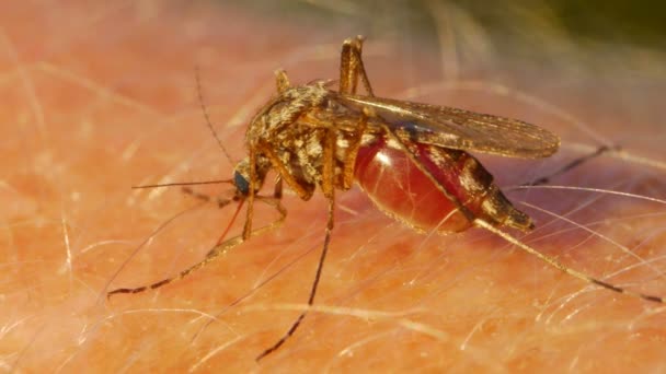 Mosquito sání krve na lidské kůži — Stock video