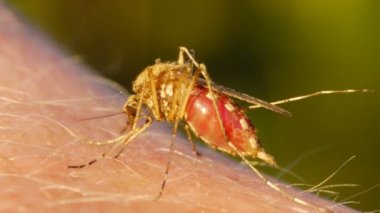 İnsan derisini emen sivrisinek kanı.