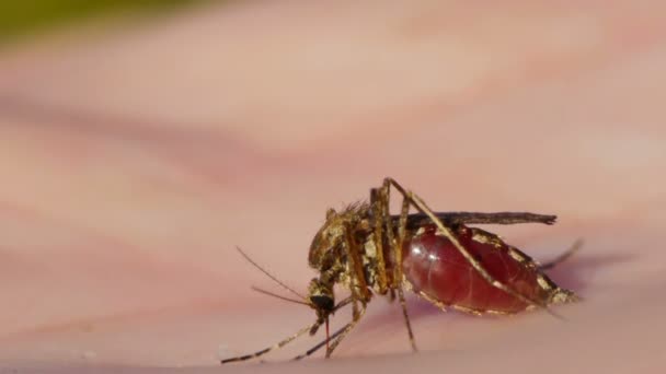 Mosquito sání krve na lidské kůži — Stock video