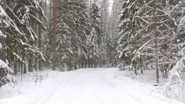 冬の雪の森でパスに沿って歩くのビデオ ショット — ストック動画