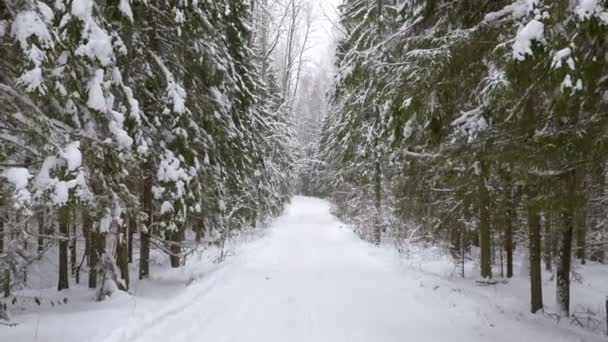 Tournage Vidéo Promenade Long Sentier Dans Forêt Neige Hivernale — Video